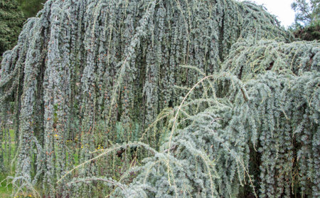 texture of blue spruce with drooping branches in high qualityの写真素材