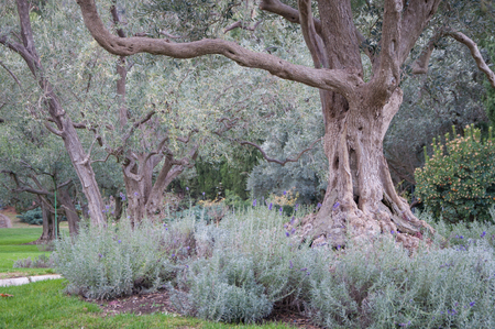 olive tree and lavender on a green lawn in an exotic park in high qualityの写真素材