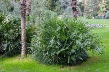 small palm trees on the lawn in the park in high qualityの写真素材