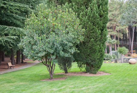 green tree on the lawn in an exotic park in high qualityの写真素材