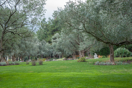 olive trees and lawn in an exotic park in high qualityの写真素材