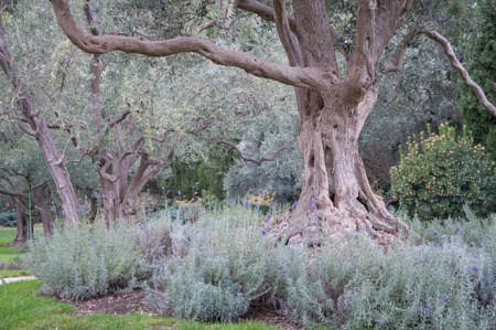 olive tree and lavender on a green lawn in an exotic park in high qualityの写真素材