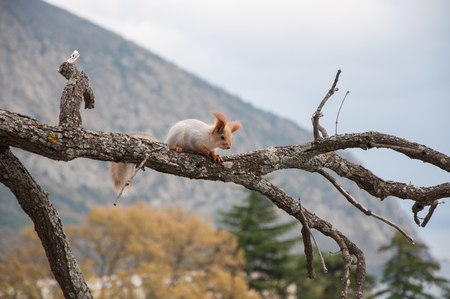 small furry red squirrel without a foot on a branch on a background of trees in high qualityの写真素材