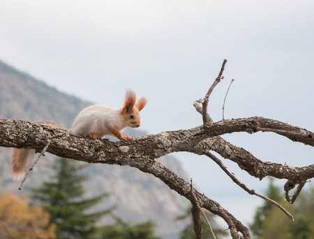 small furry red squirrel without a foot on a branch on a background of trees in high qualityの写真素材