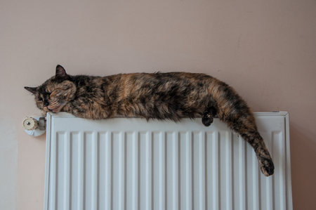 brown cat lies on the battery on a cold day in high qualityの写真素材