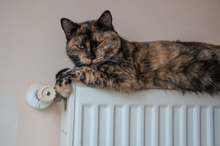 brown cat lies on the battery on a cold day in high qualityの写真素材