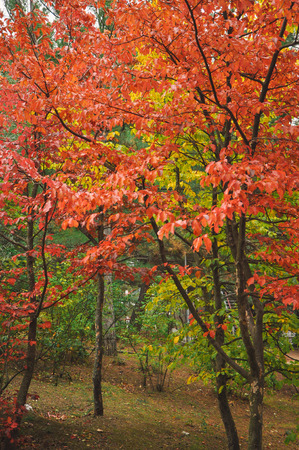 colorful autumn trees shot on vintage film in high qualityの写真素材