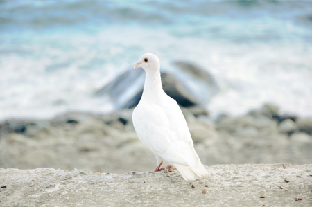 beautiful white dove on a background of the sea in high qualityの写真素材