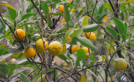 tree with mandarin fruit shot in the vintage film in high qualityの写真素材