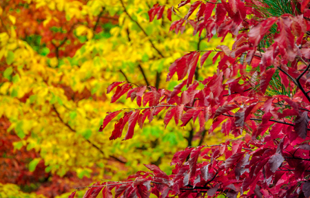 colorful autumn trees shot on vintage film in high qualityの写真素材