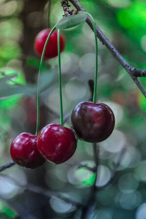 bunch of cherries in the background of green foliage in high qualityの写真素材