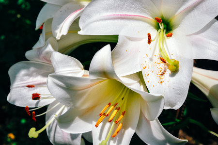 large white lily in the garden close-up in high qualityの写真素材