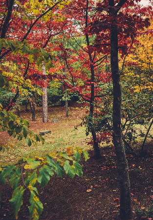 colorful autumn trees shot on vintage film in high qualityの写真素材
