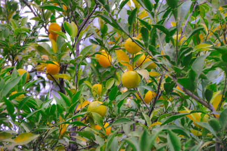 tree with mandarin fruit shot in the vintage film in high qualityの写真素材