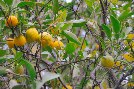 tree with mandarin fruit shot in the vintage film in high qualityの写真素材