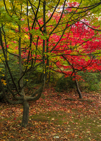 colorful autumn trees shot on vintage film in high qualityの写真素材