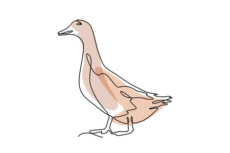 Vector illustration of a duck. Isolated on a white background.のイラスト素材