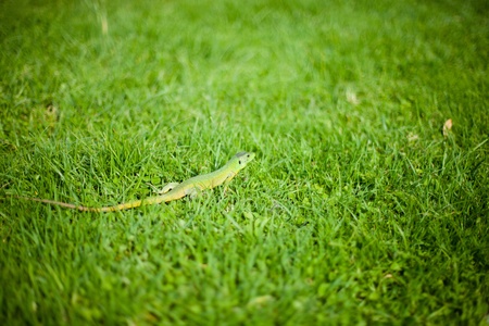 Lizard sitting in the grass. の写真素材
