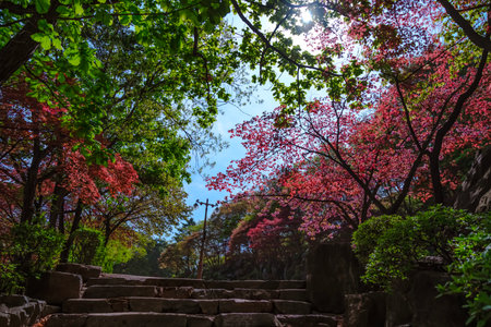 Cherry blossom.の写真素材