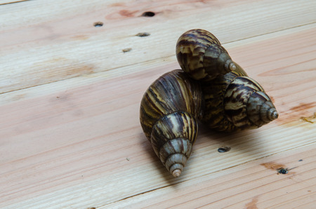 Lovely family Snail on wooden.の写真素材