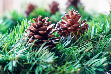 spruce branches with pine cones