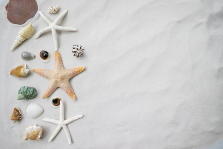 Beach with a lot of seashells and starfishの写真素材