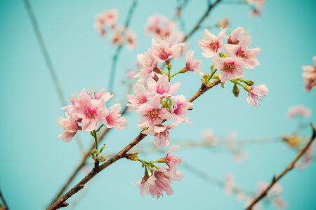 Cherry Blossom or Sakura flower Soft focus and blur in vintage style for backgroundの写真素材