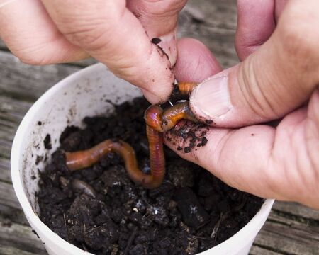 A man threads an earthworm on a fishing hookの写真素材