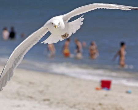 A seagull soars along a busy beachの写真素材
