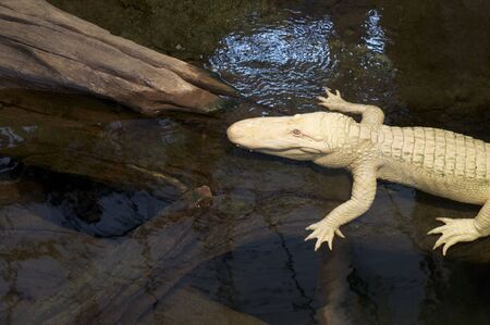 Albino alligator rests on a log in a pondの写真素材