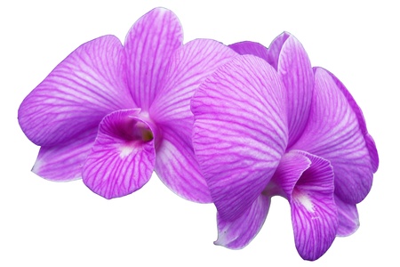 Orchidsの写真素材