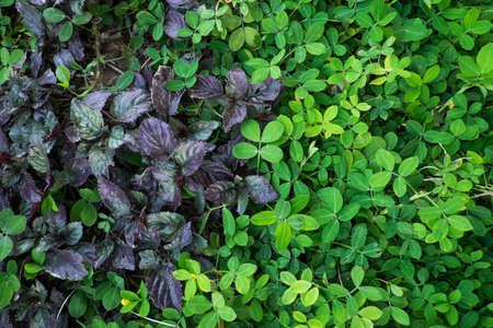 Two tone pattern leaf.の写真素材