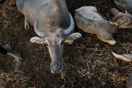 Thai Buffalo with sunset. Life' Machine of Farmer. Original agriculture use buffalo plow the field.の写真素材