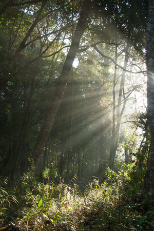 Light in forest.の写真素材