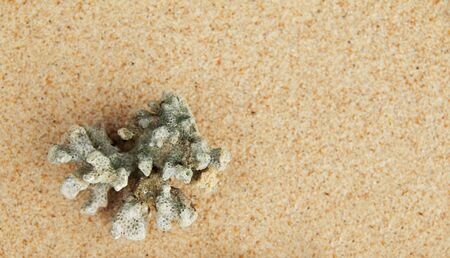 Coral carcass on white sand.の写真素材