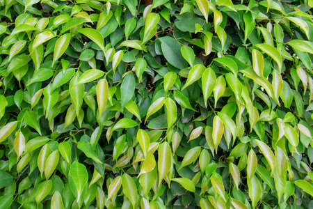 Textures of Leaves.の写真素材