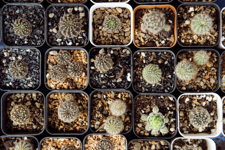 Cactus cultivation in plastic potted at the tree market. Cactus in pot decoration with pebble.の写真素材