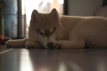 Silhouette of white puppy. Silhouette of Siberian Husky.の写真素材