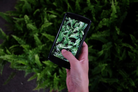 Take photography green leaf by smartphone. Mobile photography. 