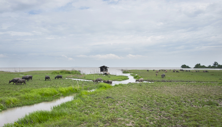 Herd of buffalo in national park. Landscape nature for background.の写真素材