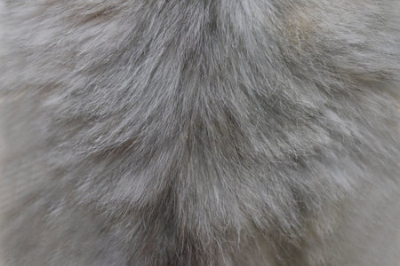 Background and texture of cat hair. Grey cat hair.