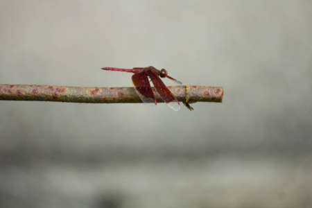 Red dragonfly on rusty steel rod の写真素材