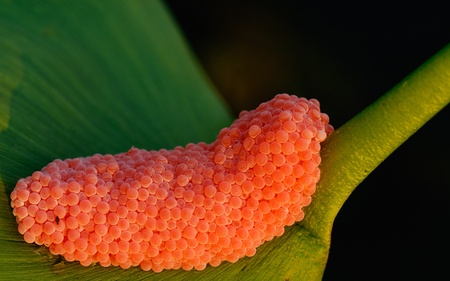 Snail  eggs on leavsの写真素材