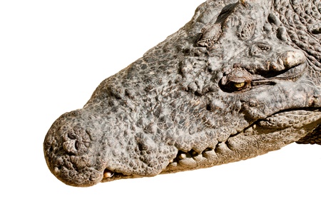 head of crocodile on whiteの写真素材