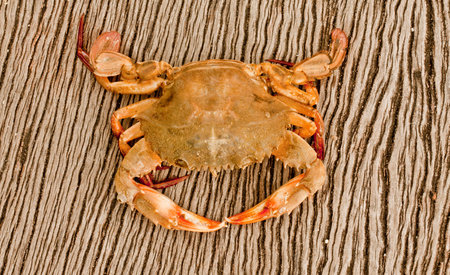 some kind of small crab
