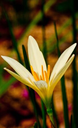 beautiful blooming  rain Lily on groundの写真素材