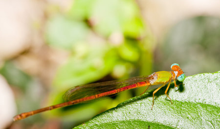 beautiful dragonfly on leave