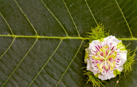 passion flower on green leafの写真素材