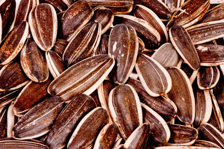 Raw sunflower seeds  in close up