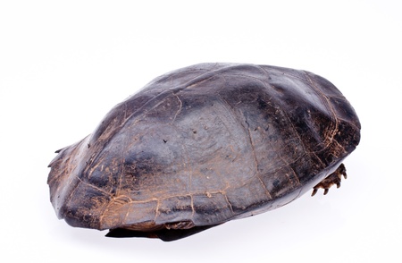 Turtle in isolated  on white backgroundの写真素材